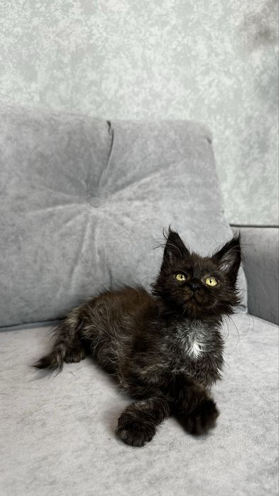 Дівчинка мейн-кун в чорному забарвлені