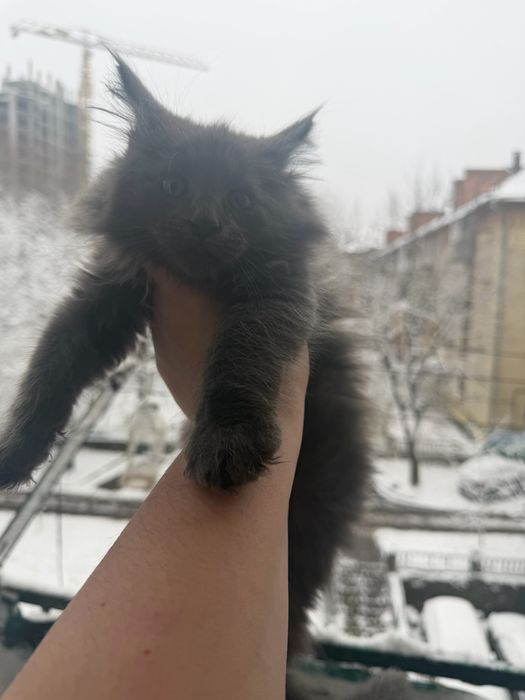 Голубий хлопчик Мейн кун