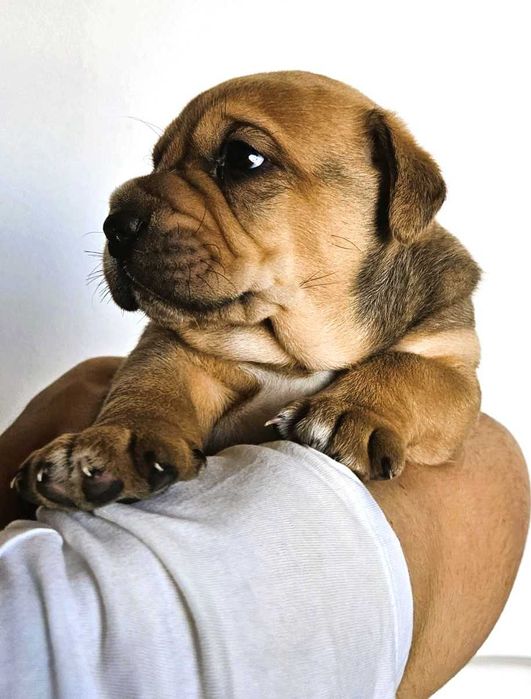Cachorros Boxer e Labrador para Adoção