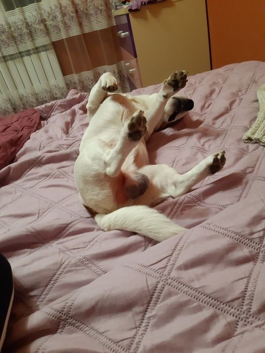 Джек расел терьер вязка