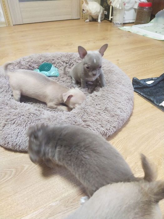 Продается Чихуахуа