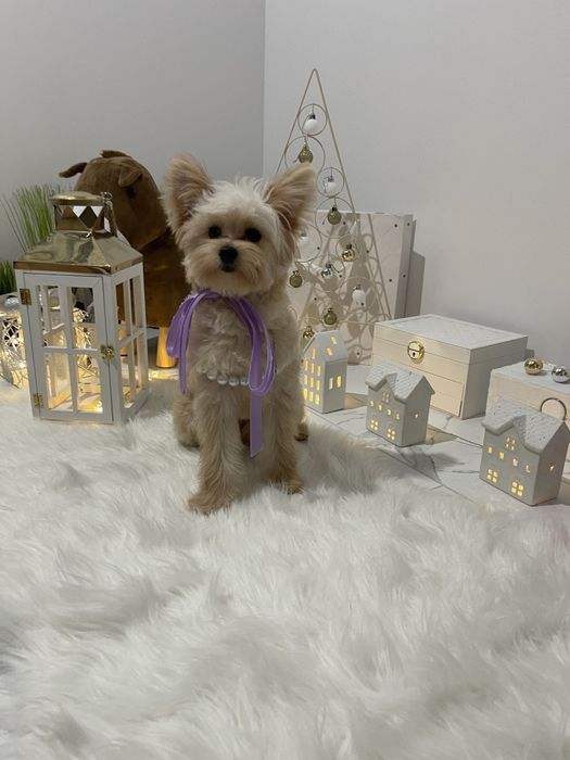 Помапу — Ніжна шерсть, велике серце