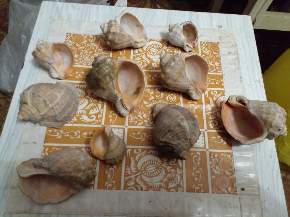 Советские разные морские ракушки