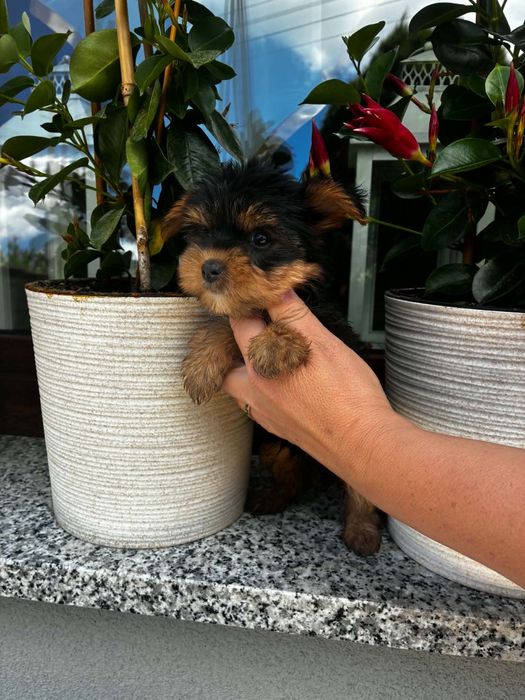 Yorkshire terrier suczka