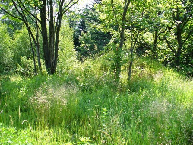 Rozbiórki altan ROD, Wywóz, Czyszczenie działek, Wycinka drzew