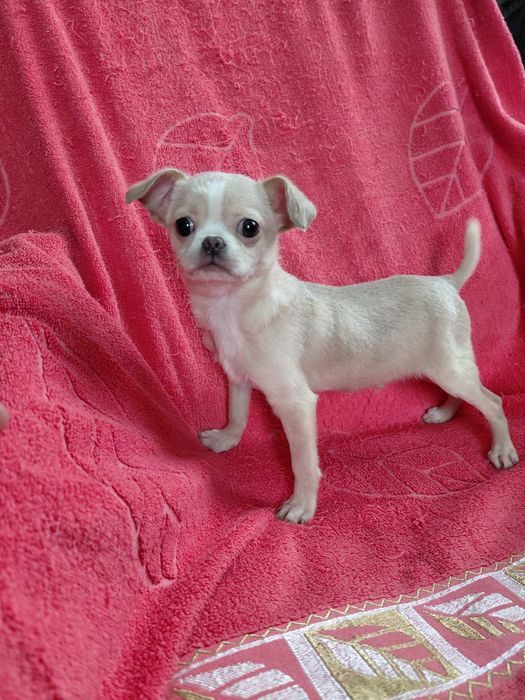 Стандарт чихуахуа. Хлопчик. Красунчик Коббі типу. Бебі фейс. Вік 3,5мі