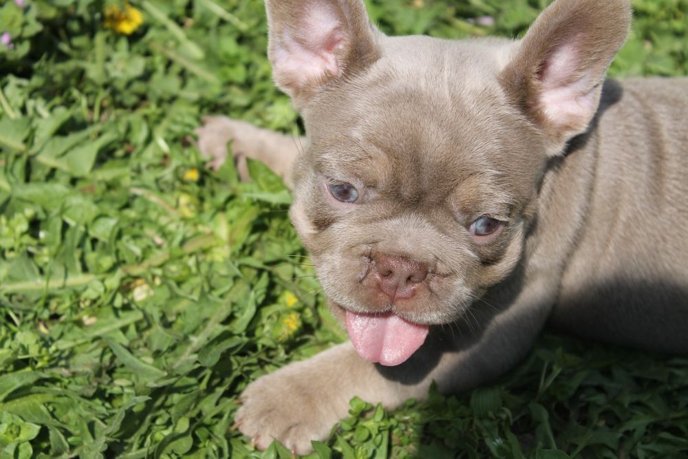 Красунчик чекає маму