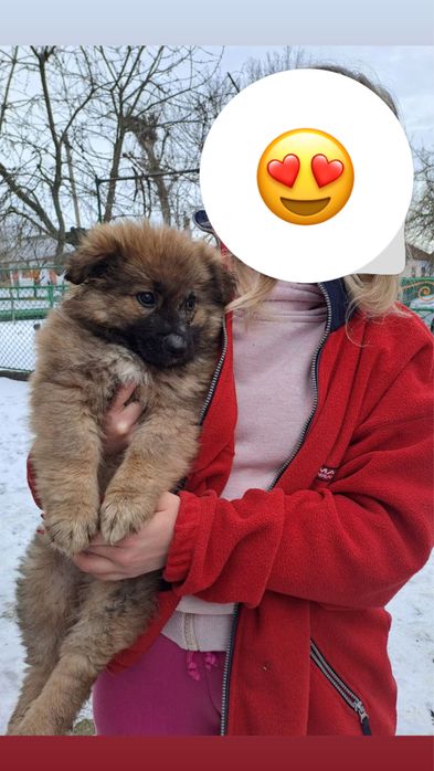 Кавказька вівчарка в хороші руки