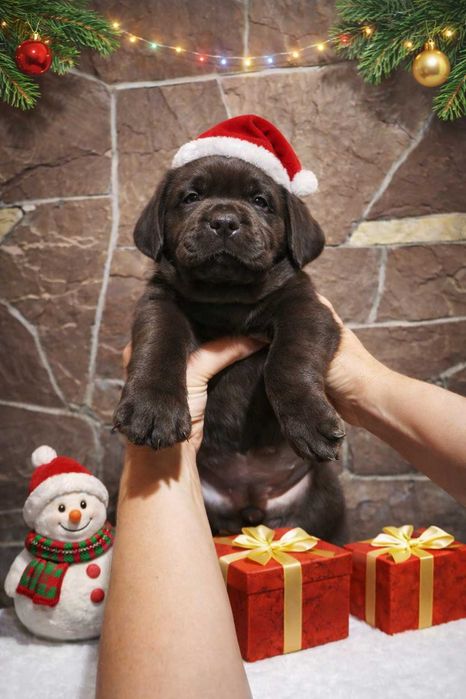 Шоколадні лабрадори документи КСУ