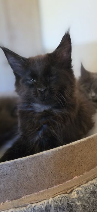 Koteczka Maine Coon