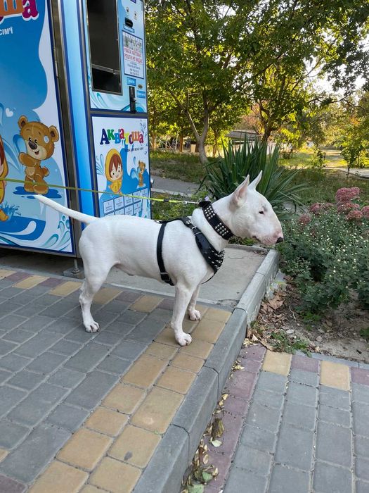 Бультерьер для вязки