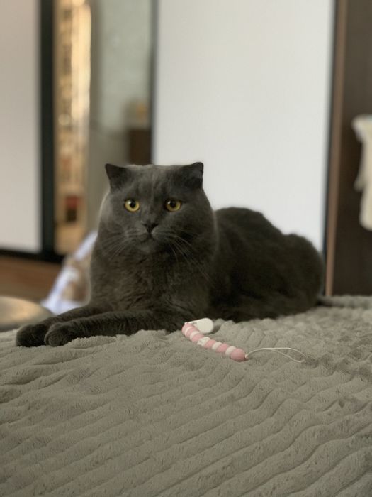 Вітдамо котика у добрі руки