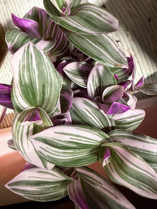 Tradescantia nanouk
