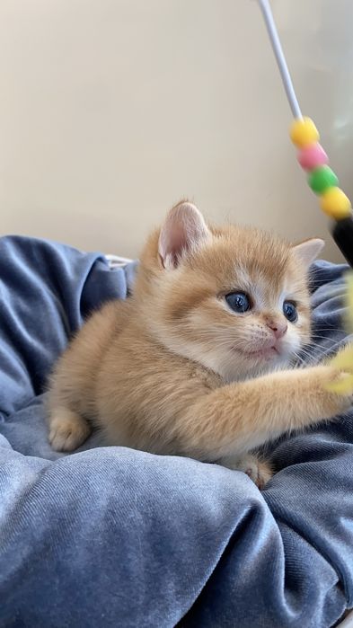 Золота шиншила кошенята