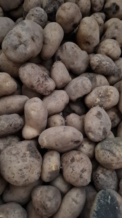 Ziemniaki paszowe  buraczki odpady odpadowe kartofle