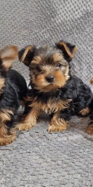 Yorkshire Terrier - szczenięta