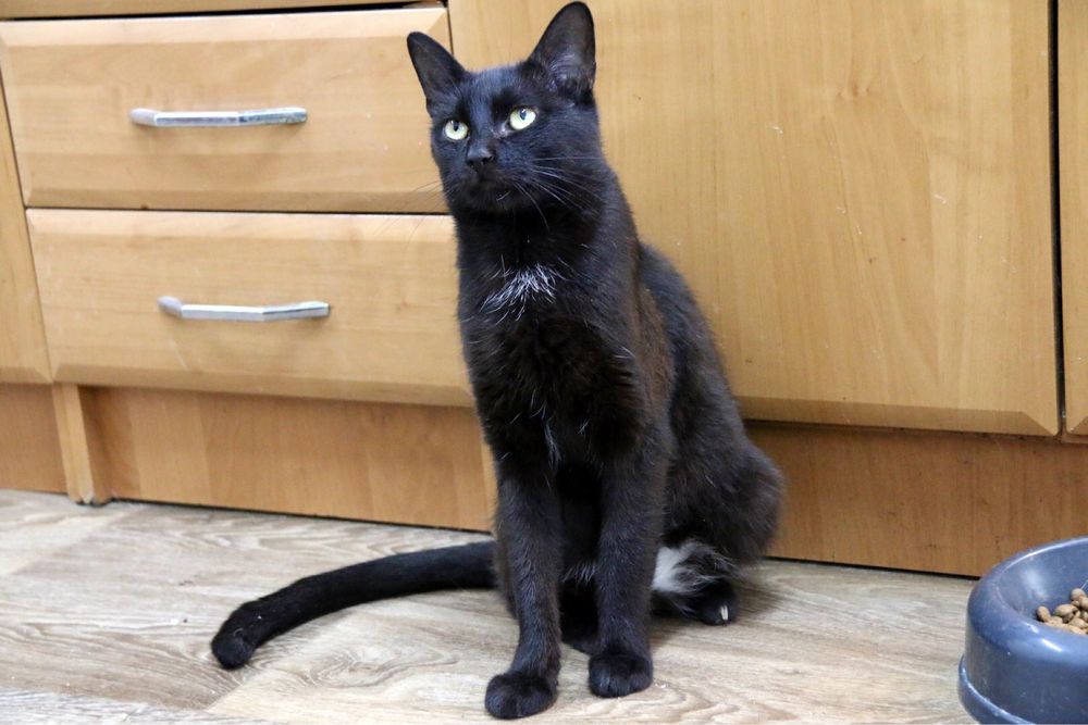 Piękny, towarzyski i młody Ignaś czeka na swoją szansę na dom!