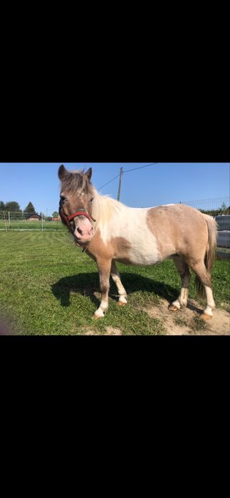 Kuc kucyk klacz do jazdy pod siodłem