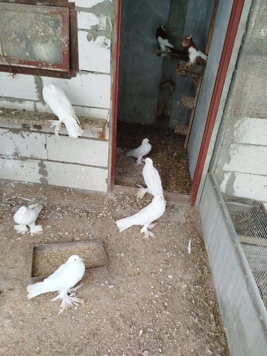 Sprzedam Garłacz czeski i pomorski