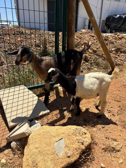 Cabras e cabritos