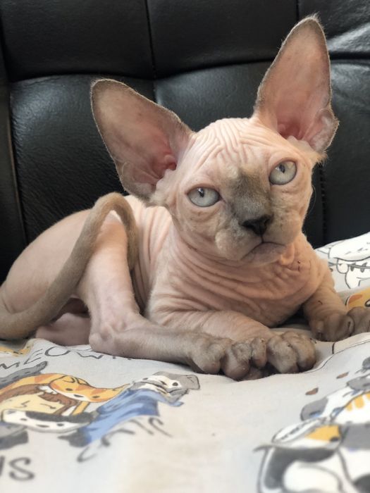 Котята сфинксы малыши.