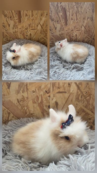 Karzełki Teddy Mini