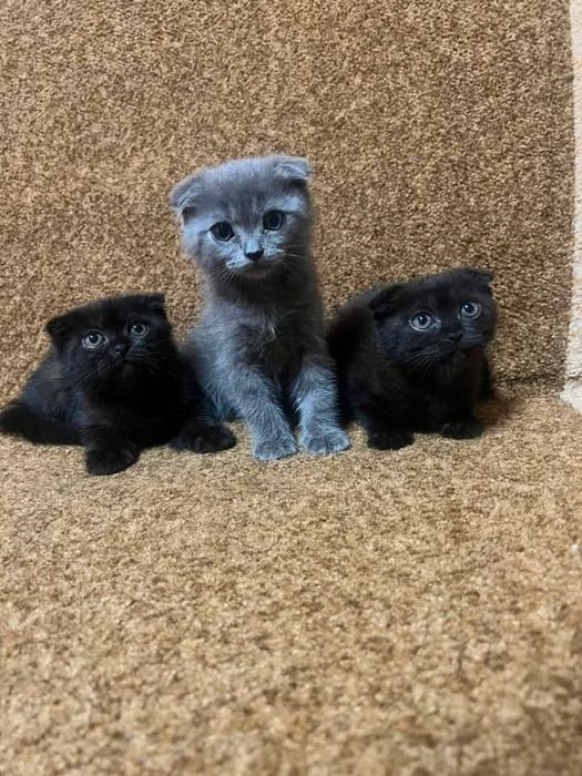 Продам Шотландських кошенят