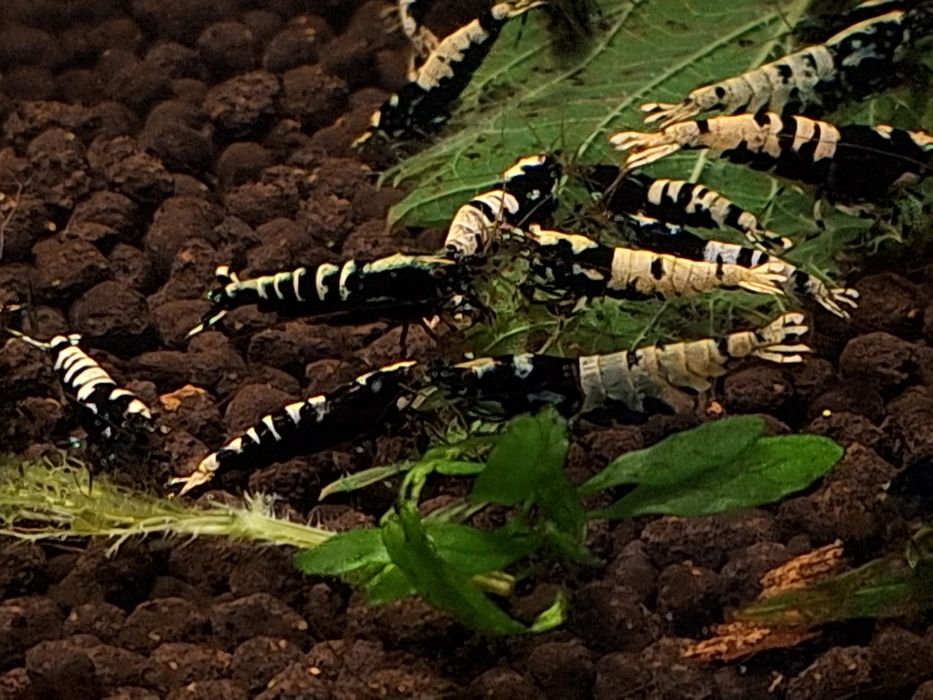 Krewetki Galaxy ostatnie 30 szt