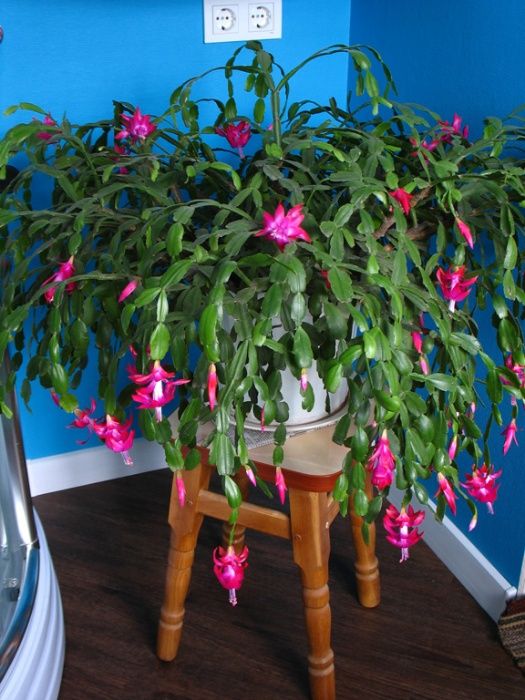 Рождественник декабрист шлюмбергера зигокактус вазон