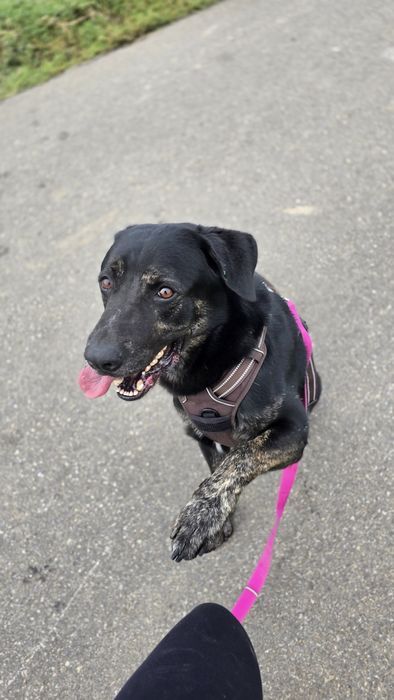 Potter młodziutki piesek