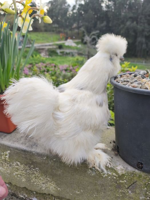 Sedosa do Japão ovos