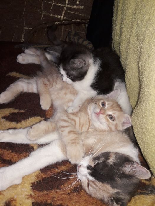 Віддам котят в добрі руки.