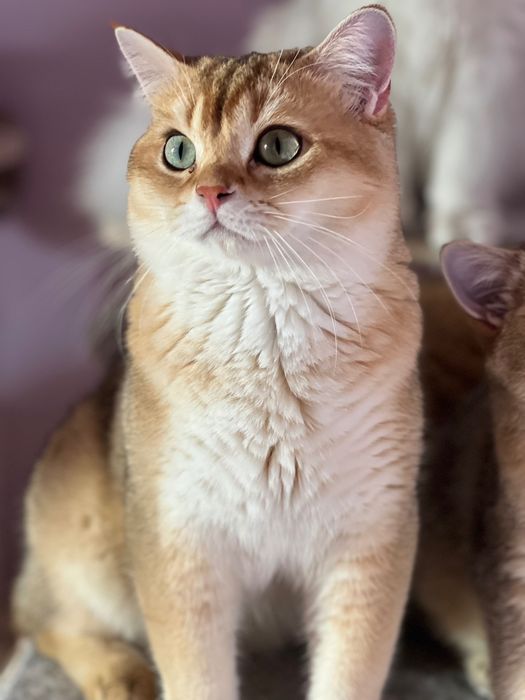 British shorthair