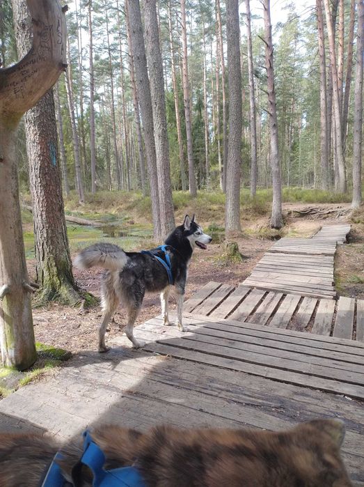 Odam pieski w dobre rece