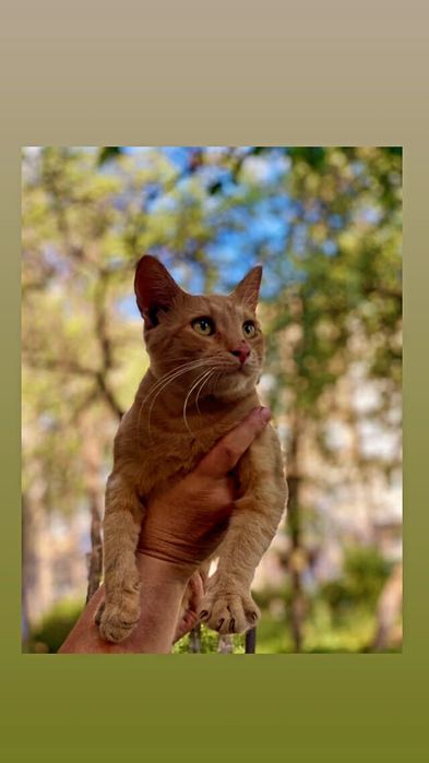 Отдам рыжего котенка, мальчик, 6 месяцев