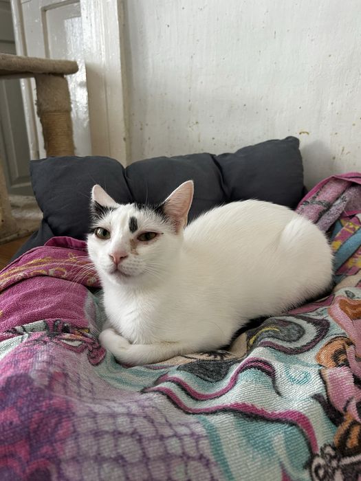 Ostoja mruczków Maciejka do adopcji
