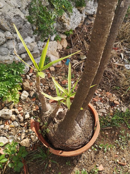 Planta ornamental Fiteira