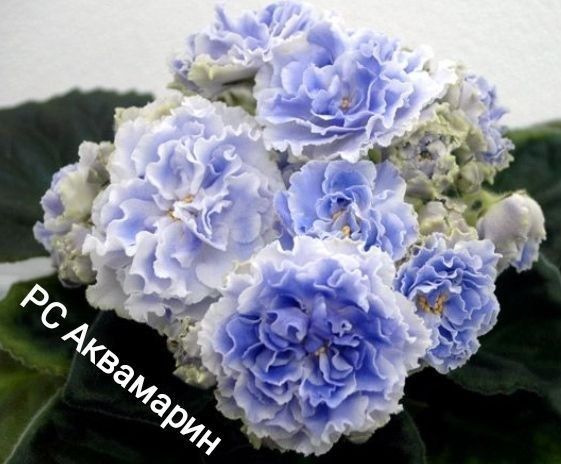 Фіалка Аквамарин