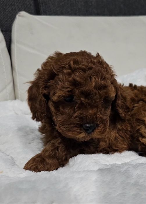 Pudel Toy red brown maleńki chłopczyk