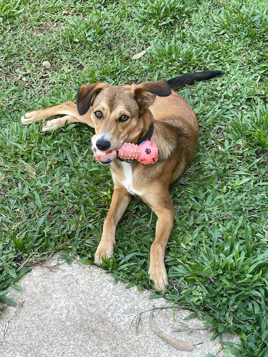 Doa se Cadela 7 Meses