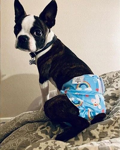 S, Sx, M, ‼️ Majtki dla • Kot • Pies • Małpka inne…‼️ Majteczki SX, S,