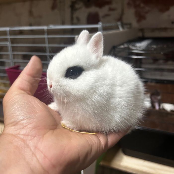Coelhos Anões Netherland Dwarf