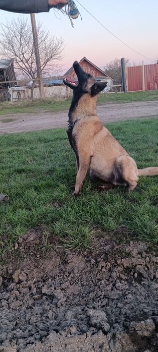 Гарний чистокровний  хлопчик