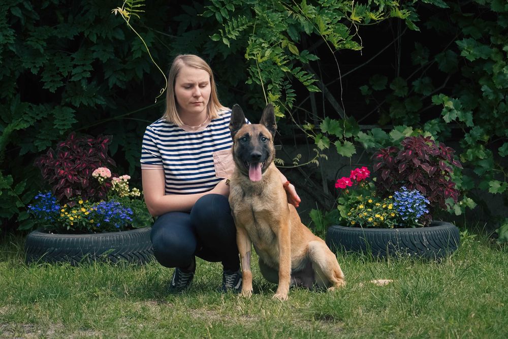 Baron - niewidomy pies szuka domu - w typie owczarek belgijski
