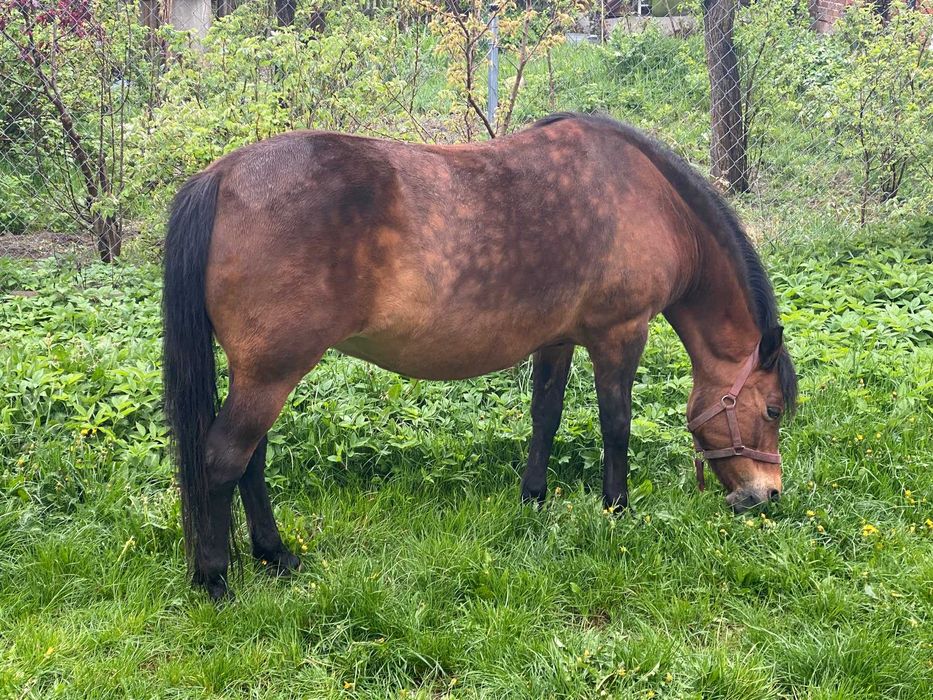 konie hucuły klacze programowe