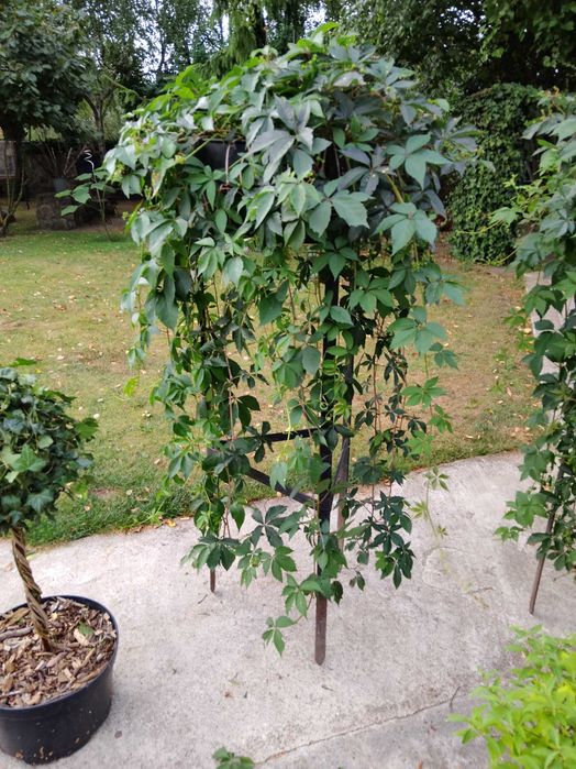 krzewy ozdobne , winobluszcz w donicy, ozdoba ogrodowa,