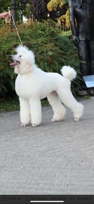 PUDEL DUŻY królewski FCI Zkwp