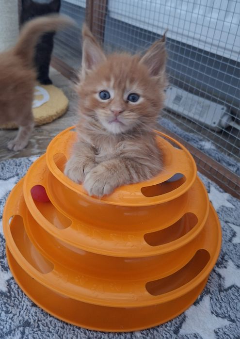Rudy kocurek Maine Coon