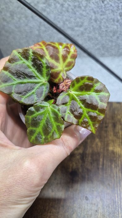 Бегонии сортовые детки