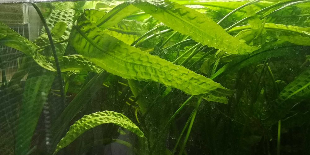 Sprzedam Cryptocoryna  XXL  2 szt ,